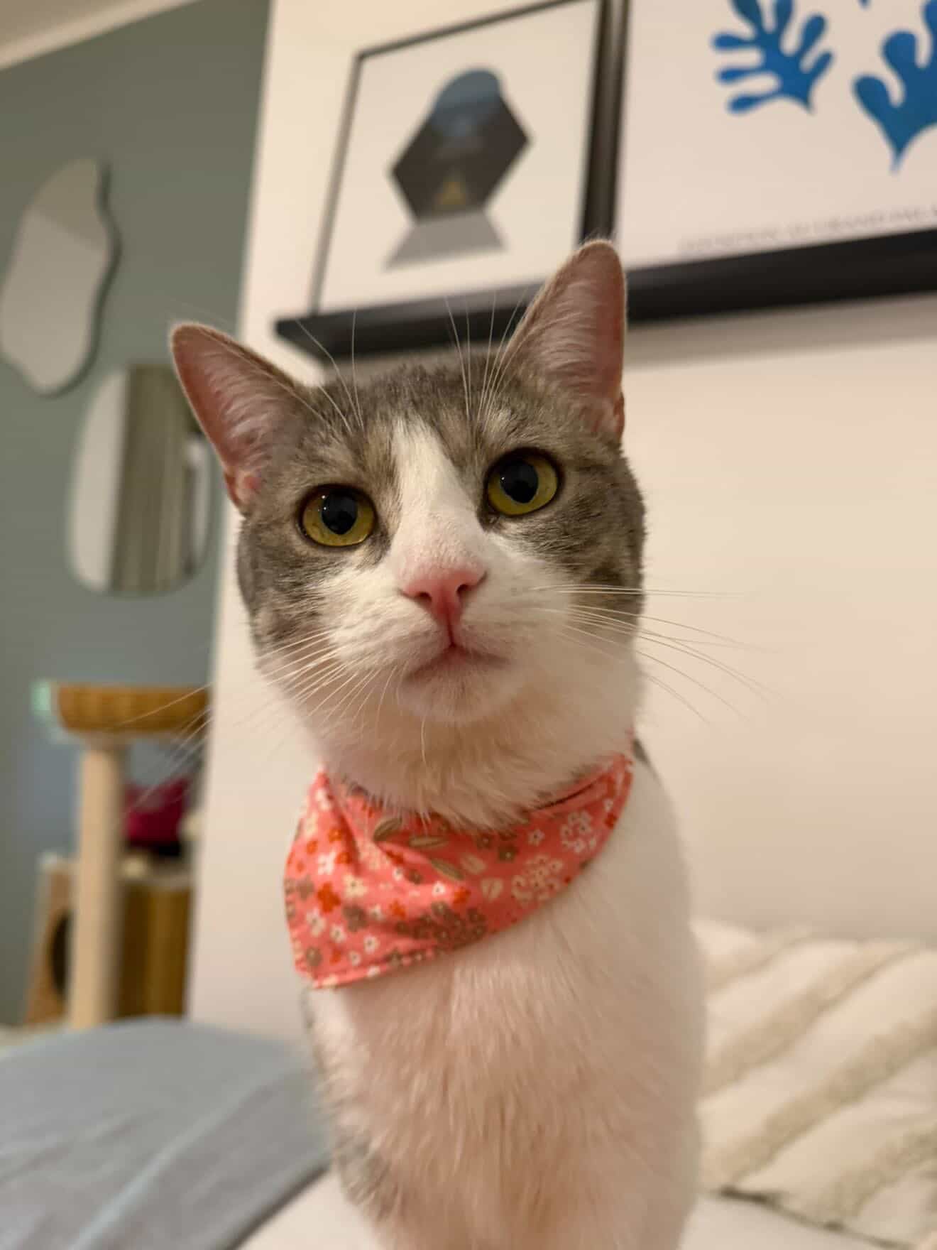 Bandanas chats