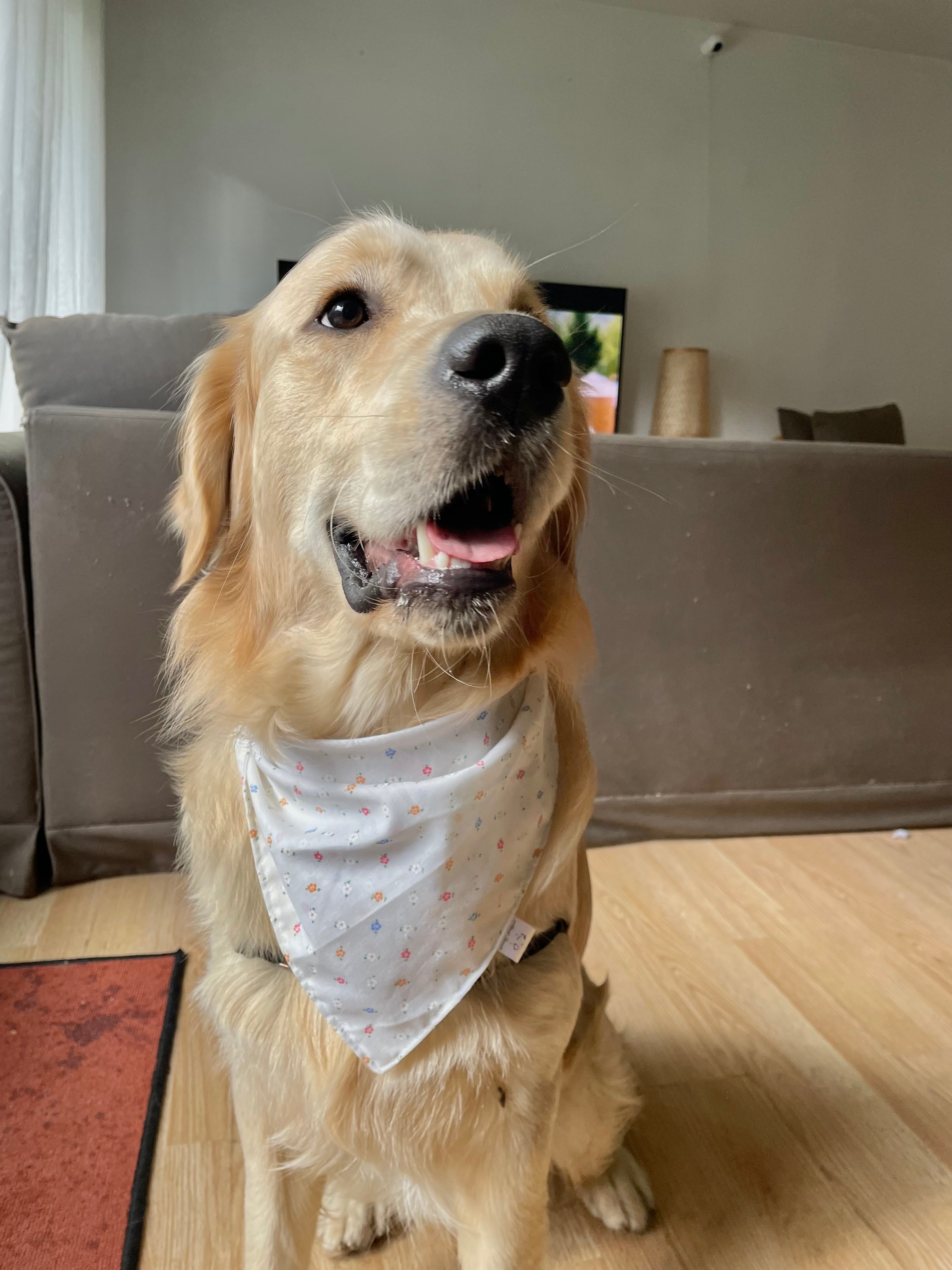 Bandanas chien
