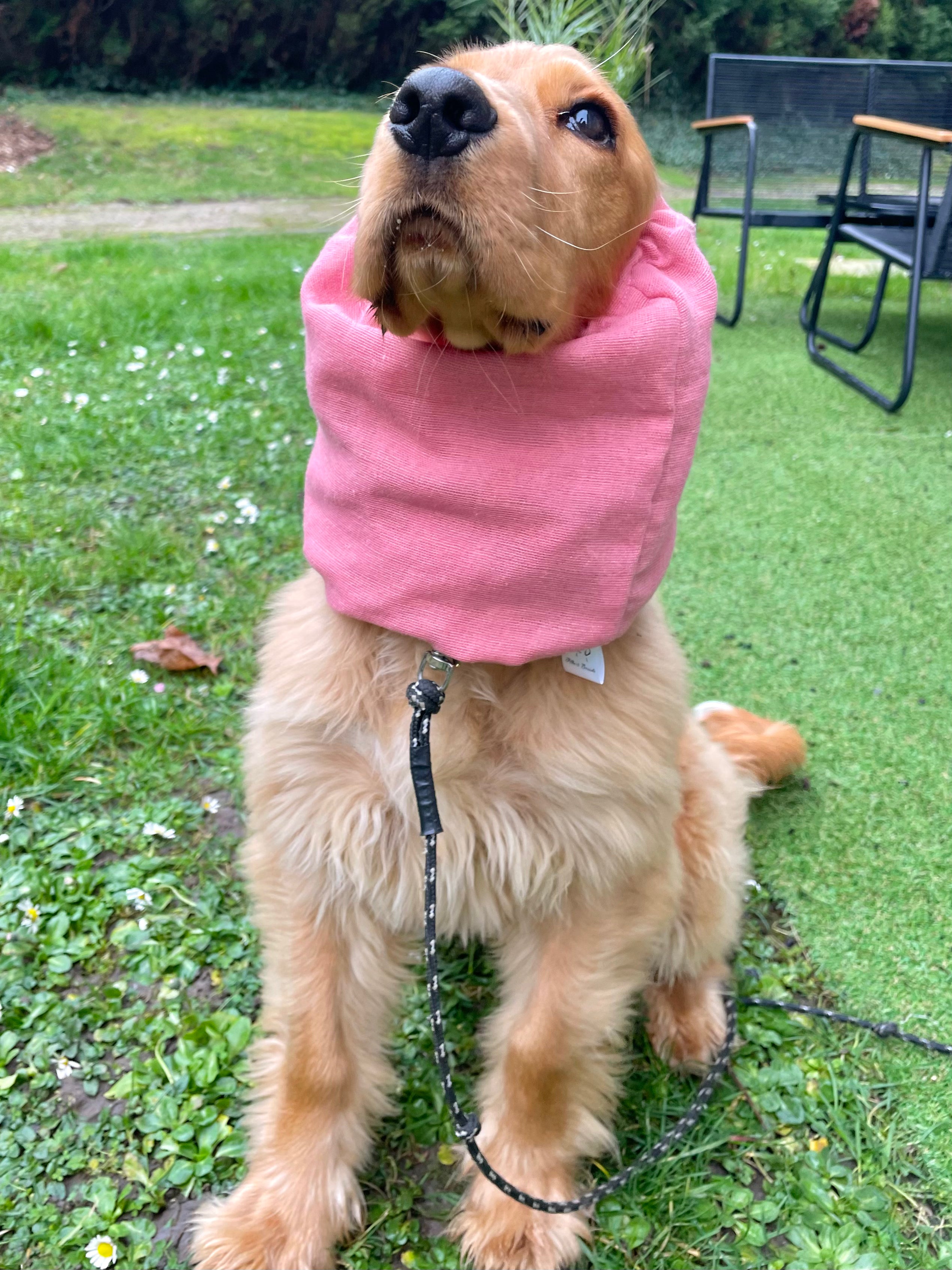 Snood gaze de coton