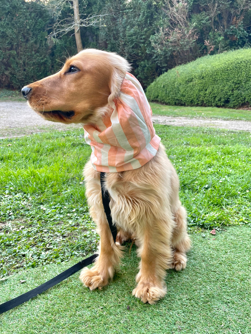 Snood toile de coton